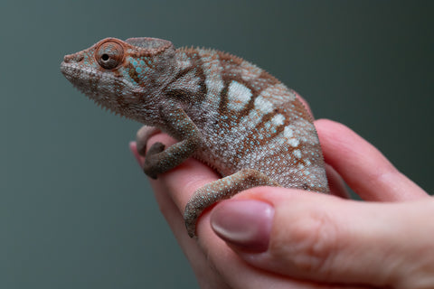 Ambanja From "Helm Hammerhand" x "Tiny Dancer" - Hatched March - April 2026 - Female #3 - Last From Sire!