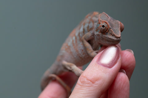 Ambanja From "Helm Hammerhand" x "Tiny Dancer" - Hatched March - April 2026 - Female #3 - Last From Sire!