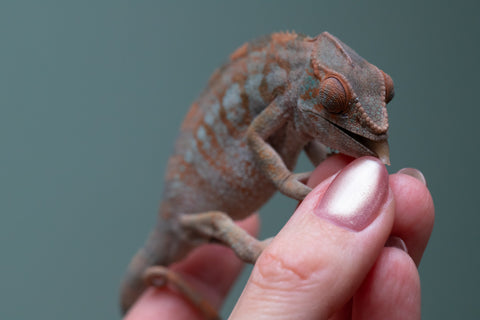 Ambanja From "Helm Hammerhand" x "Tiny Dancer" - Hatched March - April 2026 - Female #3 - Last From Sire!