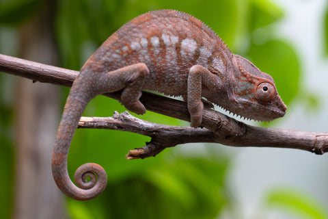 Ambanja From "Helm Hammerhand" x "Tiny Dancer" - Hatched March - April 2026 - Female #3 - Last From Sire!