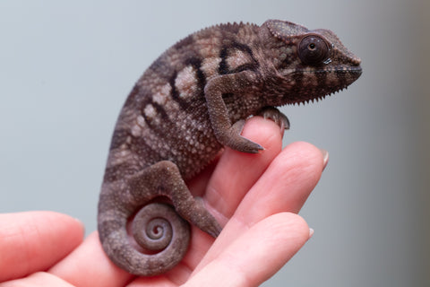 Ambanja From "Helm Hammerhand" x "Tiny Dancer" - Hatched March - April 2026 - Female #3 - Last From Sire!