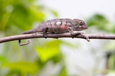 Ambanja From "Helm Hammerhand" x "Tiny Dancer" - Hatched March - April 2026 - Male #1