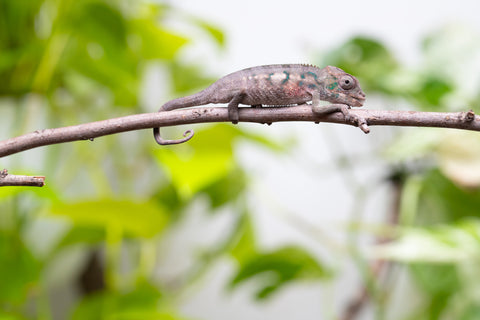 Ambanja From "Helm Hammerhand" x "Tiny Dancer" - Hatched March - April 2026 - Male #1