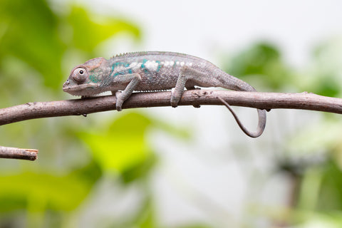 Ambanja From "Helm Hammerhand" x "Tiny Dancer" - Hatched March - April 2026 - Male #1