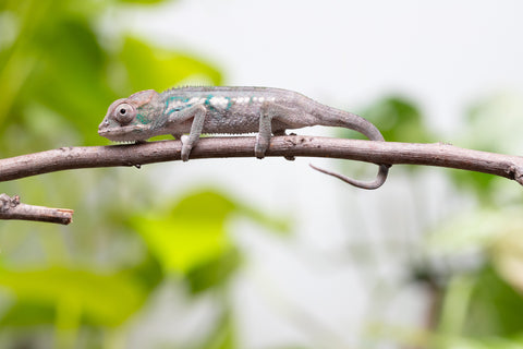 Ambanja From "Helm Hammerhand" x "Tiny Dancer" - Hatched March - April 2026 - Male #1