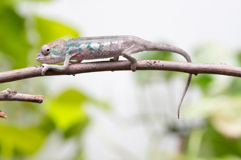 Ambanja From "Helm Hammerhand" x "Tiny Dancer" - Hatched March - April 2026 - Male #1