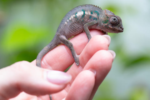 Ambanja From "Helm Hammerhand" x "Tiny Dancer" - Hatched March - April 2026 - Male #1