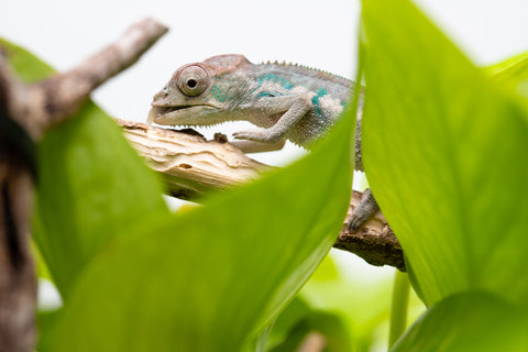Ambanja From "Helm Hammerhand" x "Tiny Dancer" - Hatched March - April 2026 - Male #1