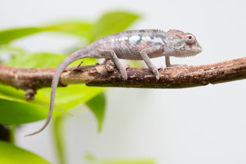 Ambanja From "Helm Hammerhand" x "Tiny Dancer" - Hatched March - April 2026 - Male #1