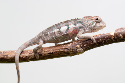 Ambanja From "Helm Hammerhand" x "Tiny Dancer" - Hatched March - April 2026 - Male #1