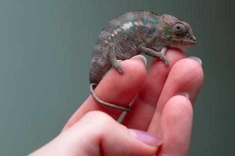 Ambanja From "Helm Hammerhand" x "Tiny Dancer" - Hatched March - April 2026 - Male #1