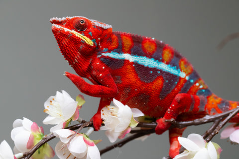 Pre-Order: Ambilobe Group From "Hamy-nofy" (AKA Sweet Dream) x "Dorehitra-mananotena" (AKA Red Widow) - Hatched July 2026 - Ready To Ship Sept - Oct