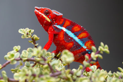 Pre-Order: Ambilobe Group From "Hamy-nofy" (AKA Sweet Dream) x "Dorehitra-mananotena" (AKA Red Widow) - Hatched July 2026 - Ready To Ship Sept - Oct