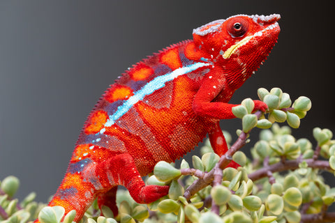 Pre-Order: Ambilobe Group From "Hamy-nofy" (AKA Sweet Dream) x "Dorehitra-mananotena" (AKA Red Widow) - Hatched July 2026 - Ready To Ship Sept - Oct