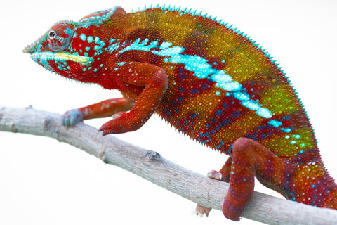 Pre-Order: ALL NEW Ambanja Group from "Helm Hammerhand" x "Small Fry" - Hatched: May 25' - Ready to Ship: July - August