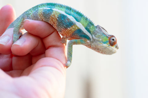 Holdbacks/Individuals: Ambilobe offspring from "Ilahy-fady" (AKA Rascal) x "Dibera-kaopy" (AKA Buttercup) - Hatched June 2024 - Male #1