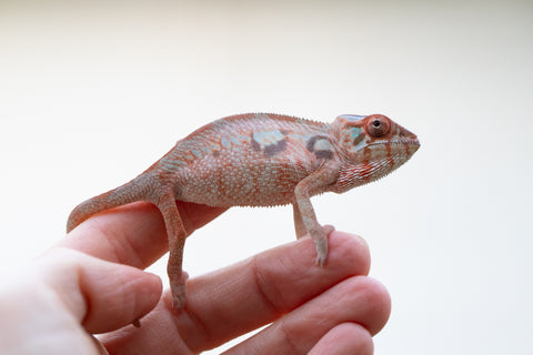 Holdbacks/Individuals: Ambilobe offspring from Jaky-rivotra (AKA Red Wind) x Andry-lanitra (Sky Watch) - Hatched Aug/Sept 24' - Female #1