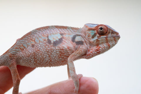 Holdbacks/Individuals: Ambilobe offspring from Jaky-rivotra (AKA Red Wind) x Andry-lanitra (Sky Watch) - Hatched Aug/Sept 24' - Female #1