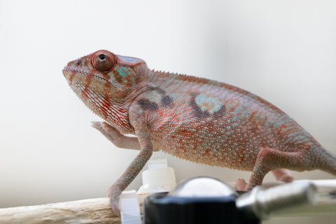 Holdbacks/Individuals: Ambilobe offspring from Jaky-rivotra (AKA Red Wind) x Andry-lanitra (Sky Watch) - Hatched Aug/Sept 24' - Female #1