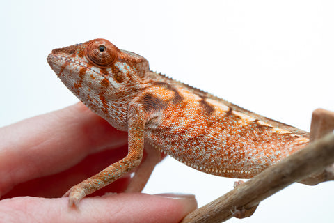 Holdbacks/Individuals: Ambilobe offspring from "Jaky-rivotra" (AKA Red Wind) x "Andry-lanitra" (AKA Sky Watch) - Hatched Aug/Sept 24' - Female #2