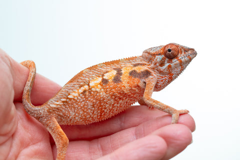 Holdbacks/Individuals: Ambilobe offspring from "Jaky-rivotra" (AKA Red Wind) x "Andry-lanitra" (AKA Sky Watch) - Hatched Aug/Sept 24' - Female #2