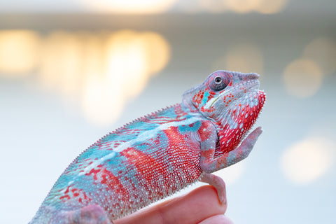 Holdbacks/Individuals: Ambilobe offspring from Jaky-rivotra (AKA Red Wind) x Andry-lanitra (Sky Watch) - Hatched Aug/Sept 24' - Male #2