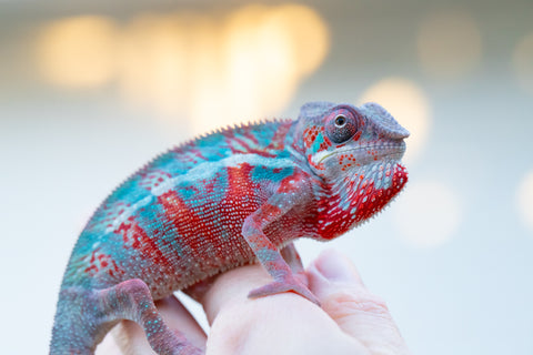 Holdbacks/Individuals: Ambilobe offspring from Jaky-rivotra (AKA Red Wind) x Andry-lanitra (Sky Watch) - Hatched Aug/Sept 24' - Male #2