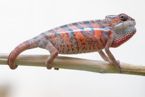 Holdbacks/Individuals: Ambilobe offspring from Jaky-rivotra (AKA Red Wind) x Andry-lanitra (Sky Watch) - Hatched Aug/Sept 24' - Male #3