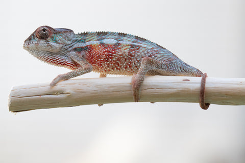 Holdbacks/Individuals: Ambilobe offspring from Jaky-rivotra (AKA Red Wind) x Andry-lanitra (Sky Watch) - Hatched Dec 24' - Male #1