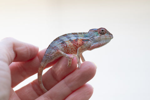 Holdbacks/Individuals: Ambilobe offspring from Jaky-rivotra (AKA Red Wind) x Andry-lanitra (Sky Watch) - Hatched Dec 24' - Male #1