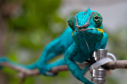 Pre-Order: Locale Cross Group From "James T Kirk"  x "Peony Baggins" - Hatched Sept - Oct 2026 - Ready Ro Ship Dec - January