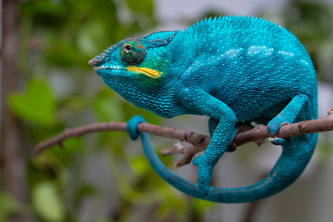 Pre-Order: Locale Cross Group From "James T Kirk"  x "Peony Baggins" - Hatched Sept - Oct 2026 - Ready Ro Ship Dec - January