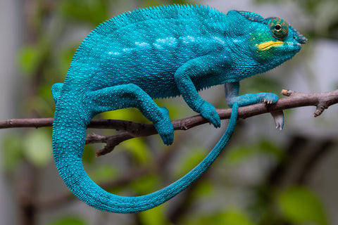 Pre-Order: Locale Cross Group From "James T Kirk"  x "Peony Baggins" - Hatched Sept - Oct 2026 - Ready Ro Ship Dec - January