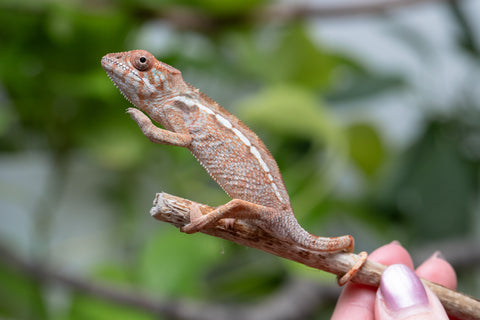 Holdbacks/Individuals: Ambilobe Offspring From "Kanety-loha" (AKA Marble Head) x "Frezy" (AKA Strawberry) - Hatched Feb 2026 - Female #1