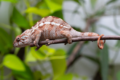 Ambilobe From "Kanety-loha" (AKA Marble Head) x "Frezy" (AKA Strawberry) - Hatched Feb 2026 - Female #1