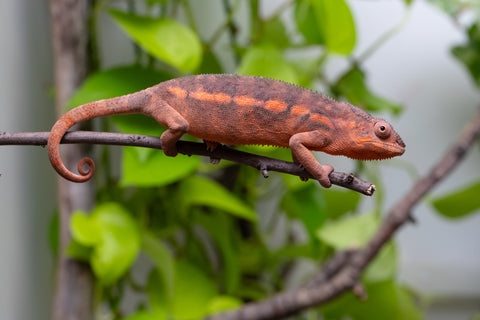 Ambilobe From "Kanety-loha" (AKA Marble Head) x "Frezy" (AKA Strawberry) - Hatched Feb 2026 - Female #2