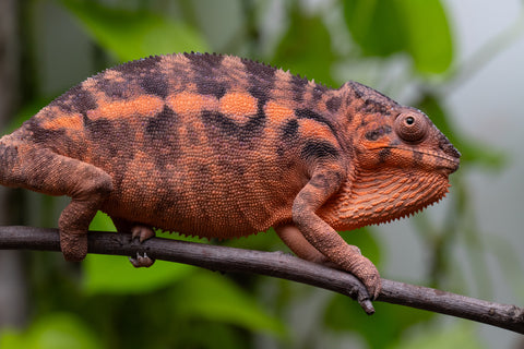 Ambilobe From "Kanety-loha" (AKA Marble Head) x "Frezy" (AKA Strawberry) - Hatched Feb 2026 - Female #2