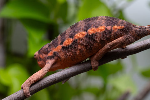 Ambilobe From "Kanety-loha" (AKA Marble Head) x "Frezy" (AKA Strawberry) - Hatched Feb 2026 - Female #2