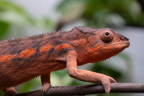 Ambilobe From "Kanety-loha" (AKA Marble Head) x "Frezy" (AKA Strawberry) - Hatched Feb 2026 - Female #2