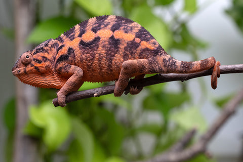 Ambilobe From "Kanety-loha" (AKA Marble Head) x "Frezy" (AKA Strawberry) - Hatched Feb 2026 - Female #2