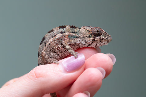 Holdbacks/Individuals: Ambilobe Offspring From "Kanety-loha" (AKA Marble Head) x "Frezy" (AKA Strawberry) - Hatched Feb 2026 - Male #1