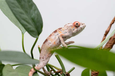 Holdbacks/Individuals: Ambilobe Offspring From "Kanety-loha" (AKA Marble Head) x "Frezy" (AKA Strawberry) - Hatched Feb 2026 - Male #2