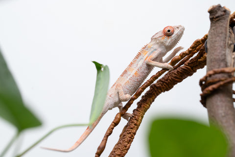 Holdbacks/Individuals: Ambilobe Offspring From "Kanety-loha" (AKA Marble Head) x "Frezy" (AKA Strawberry) - Hatched Feb 2026 - Male #2