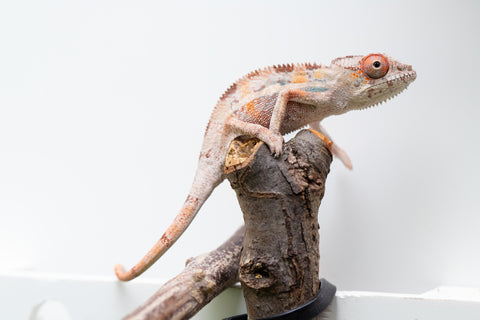 Holdbacks/Individuals: Ambilobe Offspring From "Kanety-loha" (AKA Marble Head) x "Frezy" (AKA Strawberry) - Hatched Feb 2026 - Male #2