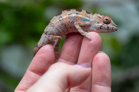 Holdbacks/Individuals: Ambilobe Offspring From "Kanety-loha" (AKA Marble Head) x "Frezy" (AKA Strawberry) - Hatched Feb 2026 - Male #2