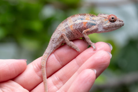 Holdbacks/Individuals: Ambilobe Offspring From "Kanety-loha" (AKA Marble Head) x "Frezy" (AKA Strawberry) - Hatched Feb 2026 - Male #2