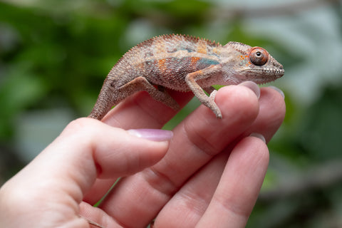 Holdbacks/Individuals: Ambilobe Offspring From "Kanety-loha" (AKA Marble Head) x "Frezy" (AKA Strawberry) - Hatched Feb 2026 - Male #2