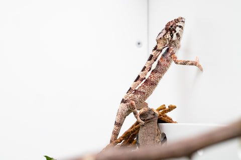 Holdbacks/Individuals: Ambilobe Offspring From "Kanety-loha" (AKA Marble Head) x "Frezy" (AKA Strawberry) - Hatched Feb 2026 - Male #4