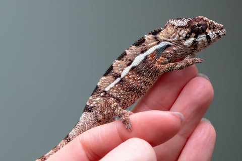 Holdbacks/Individuals: Ambilobe Offspring From "Kanety-loha" (AKA Marble Head) x "Frezy" (AKA Strawberry) - Hatched Feb 2026 - Male #4