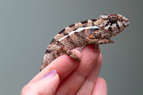 Holdbacks/Individuals: Ambilobe Offspring From "Kanety-loha" (AKA Marble Head) x "Frezy" (AKA Strawberry) - Hatched Feb 2026 - Male #4